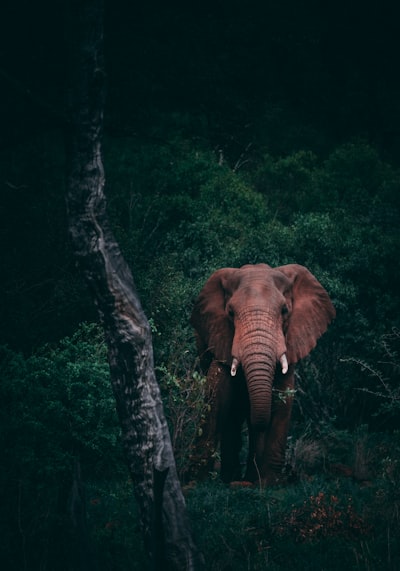 Wildlife